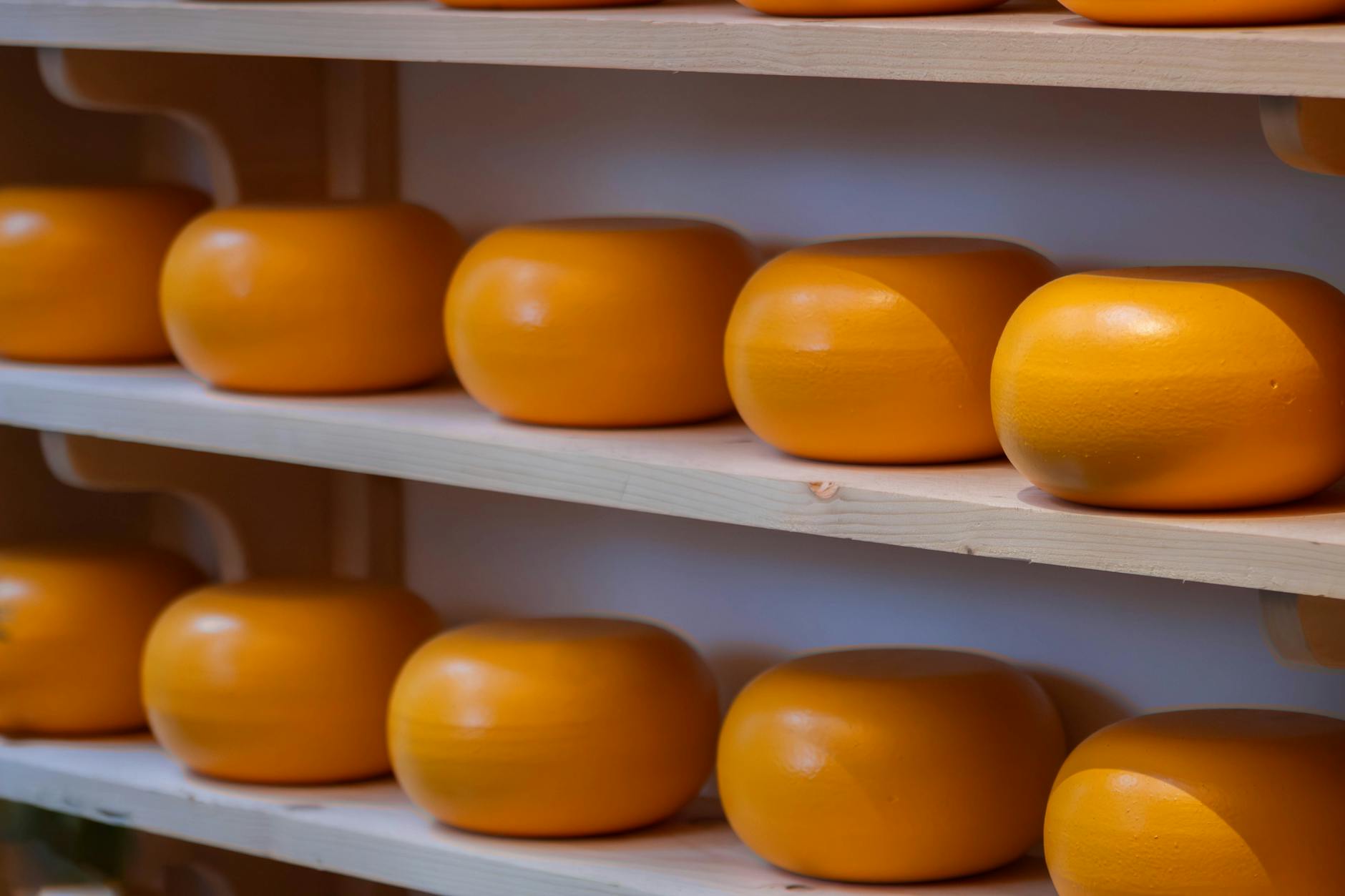 Krążki sera gouda dojrzewające na drewnianych półkach